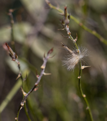 Sericorema remotiflora