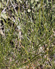 Sericorema remotiflora