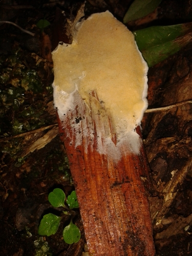 Representative image of Cerinomycetaceae