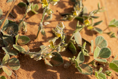 Rhynchosia holosericea