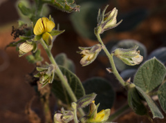 Rhynchosia holosericea