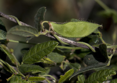 Rhynchosia holosericea