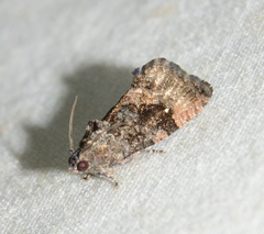 Gymnandrosoma punctidiscanum