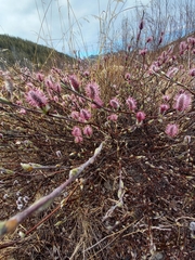 Salix saxatilis