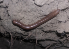 Pachyiulus cattarensis