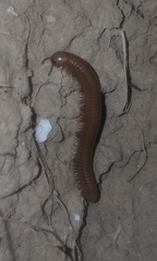 Pachyiulus cattarensis