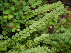 Capparis rotundifolia