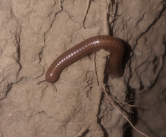 Pachyiulus cattarensis