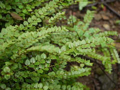 Capparis rotundifolia