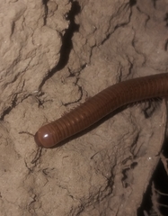 Pachyiulus cattarensis