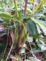 Prunus laurocerasus