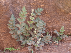 Cheilanthes lasiophylla