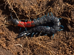 Scolopendra laeta