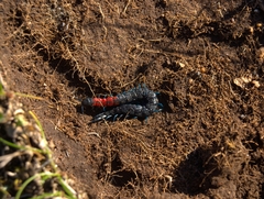 Scolopendra laeta