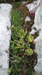 Sempervivum vicentei