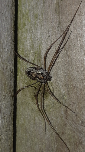 Platybunus pinetorum