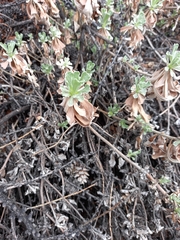 Artemisia lagocephala