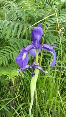 Iris latifolia