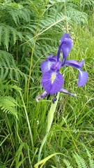 Iris latifolia