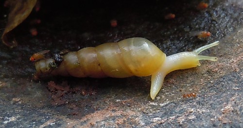 Striated Awl Snail