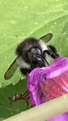 Bombus