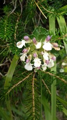 Teucrium pyrenaicum
