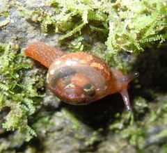 Apothapsia thomensis