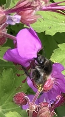 Bombus