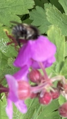 Bombus