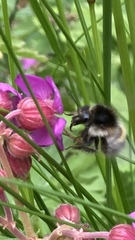 Bombus