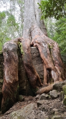 Eucalyptus tasmaniensis