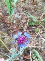 Centaurea depressa