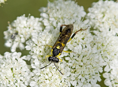 Macrophya postica