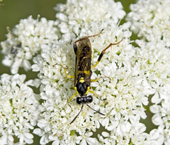 Macrophya postica