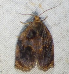 Archips infumatana