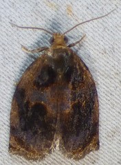 Archips infumatana