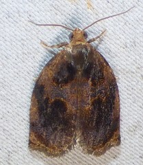 Archips infumatana