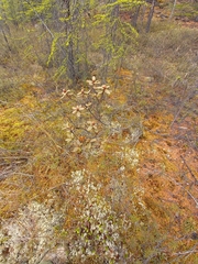 Rhododendron parvifolium