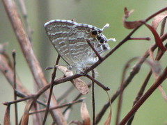 Theclinesthes miskini