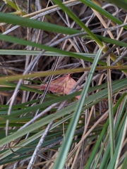 Rhodostrophia pudorata