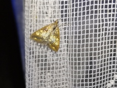 Evergestis politalis