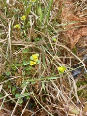 Chrysosplenium serreanum