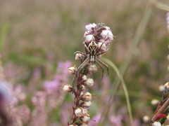 Rhysodromus histrio