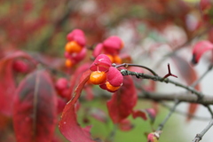 Euonymus europaeus