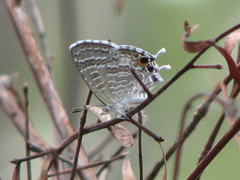 Theclinesthes miskini