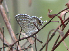 Theclinesthes miskini