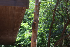 Sciurus carolinensis