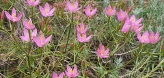 Centaurium quadrifolium barrelieri