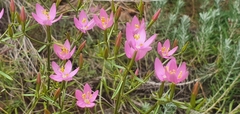 Centaurium quadrifolium barrelieri