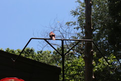 Cardinalis cardinalis
